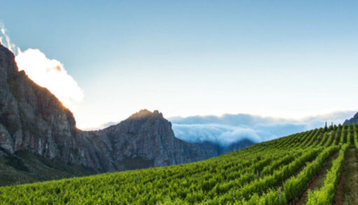 Oldenburg Vineyards