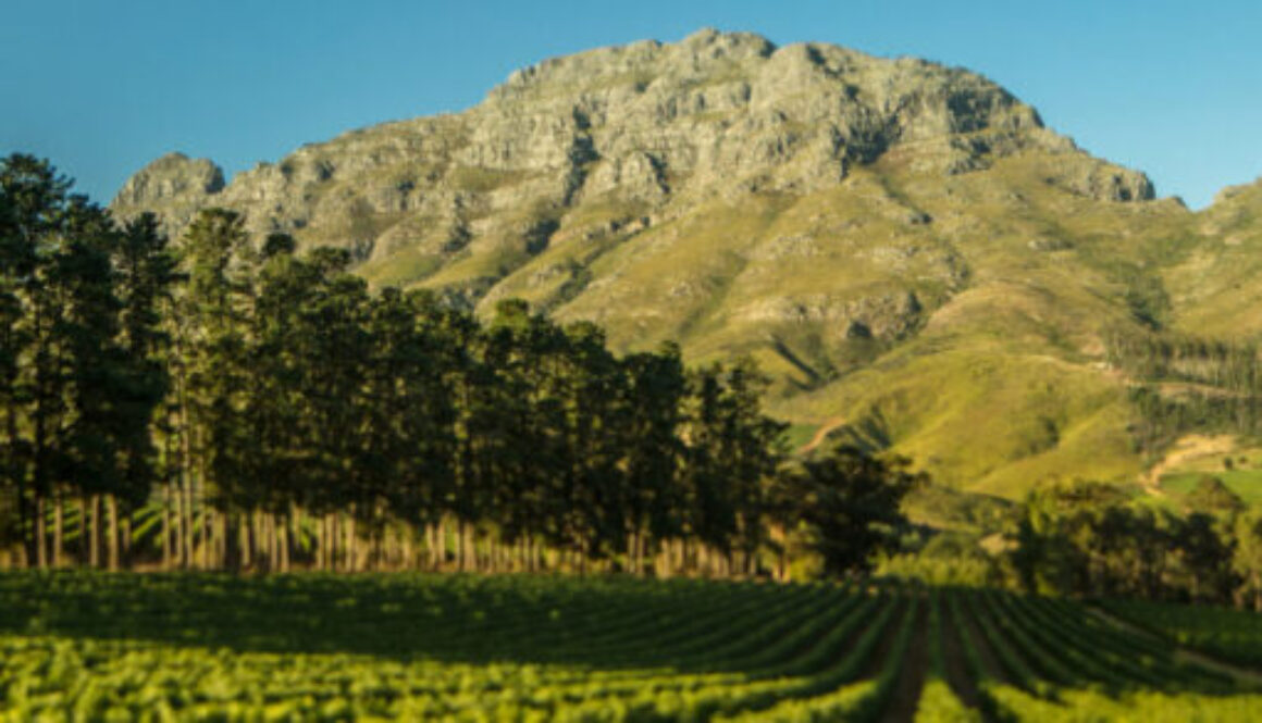 Thelema Mountain Vineyards